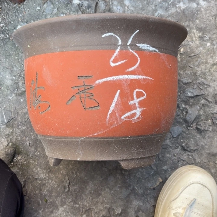 花盆紫砂紫砂的花