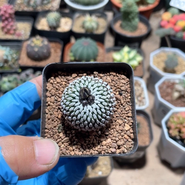 083精巧殿仙人球