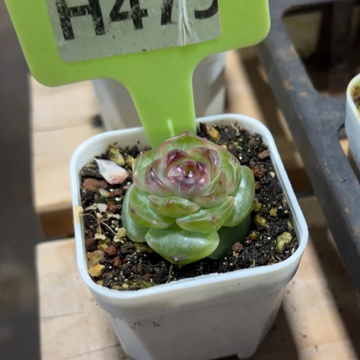 我***烤幽灵公主4vm多肉植物