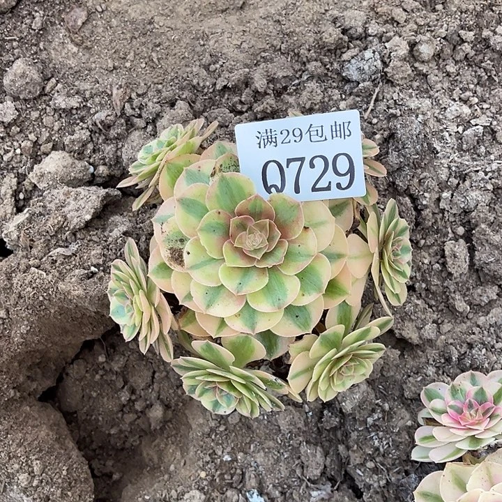 729万白多肉植物