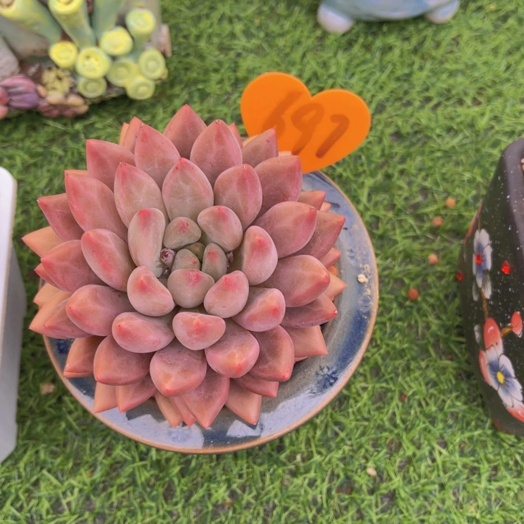 ❤️****697号多肉植物一物一拍