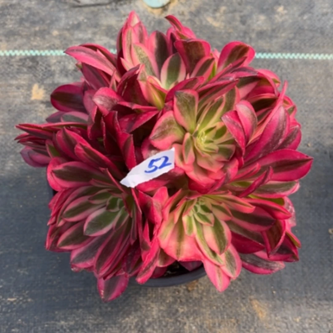 【闪购商品】52美杜莎多肉法师