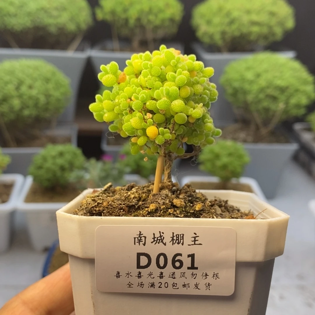 061精控蜜橘糖球枝干