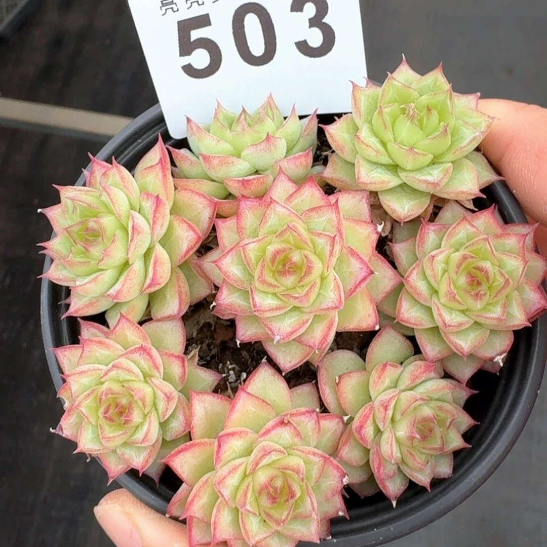 孤品群生         上新多肉植物