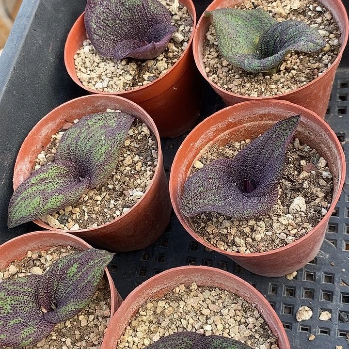 紫镜一颗。  买二送一。