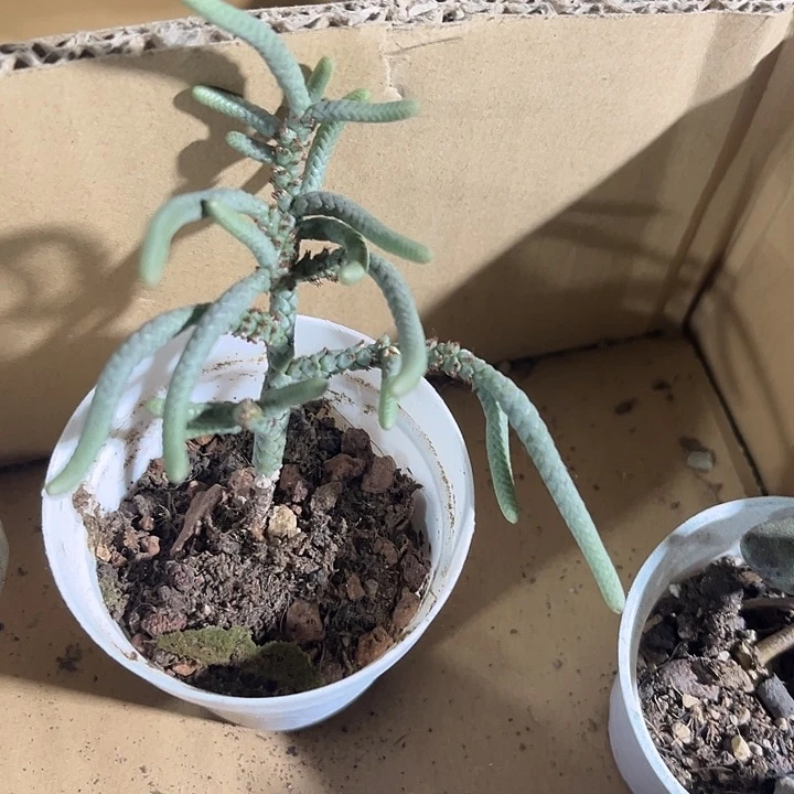 银蝉一颗带盆土发