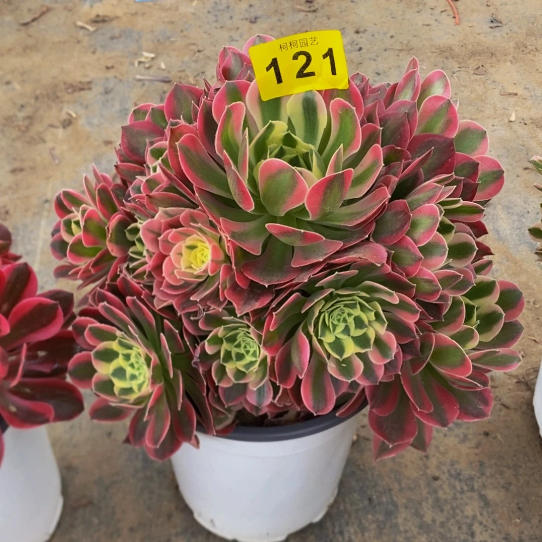 萍多肉绿体女巫000121