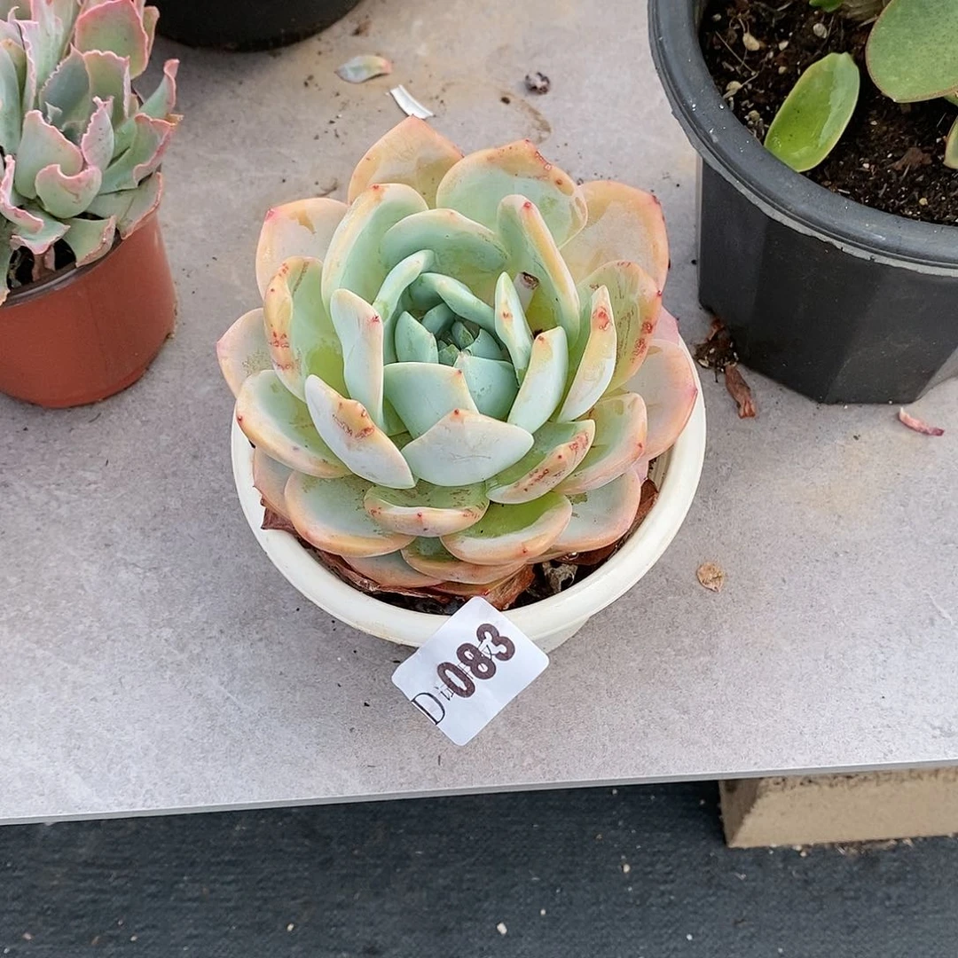 小*帽083凤橙多肉植物
