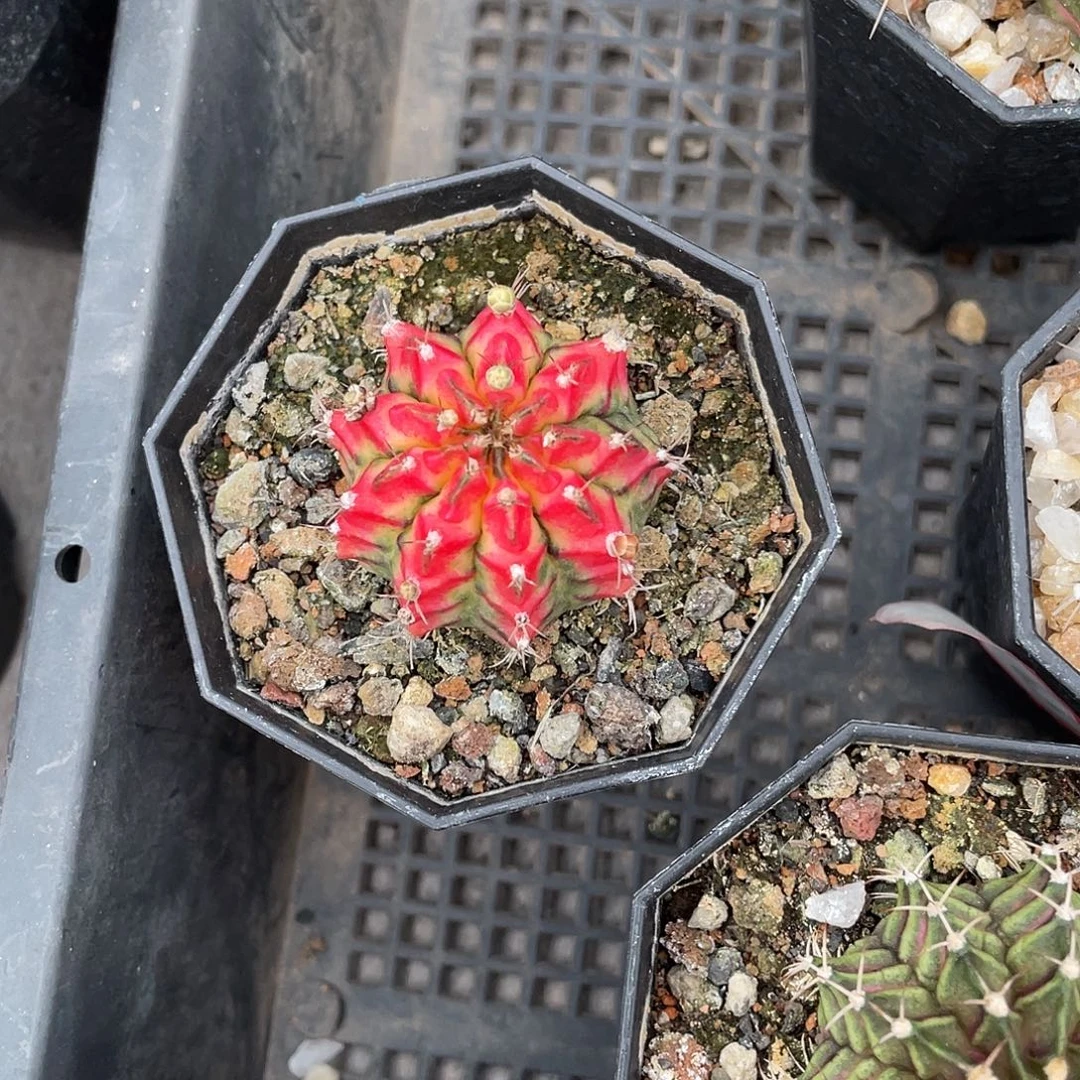 潇***曾仙人球花蝴蝶米哈带盆