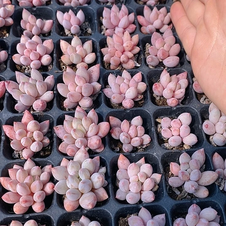 73 多肉植物盆栽花卉植物