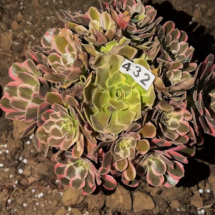 432皇后多肉植物不售后