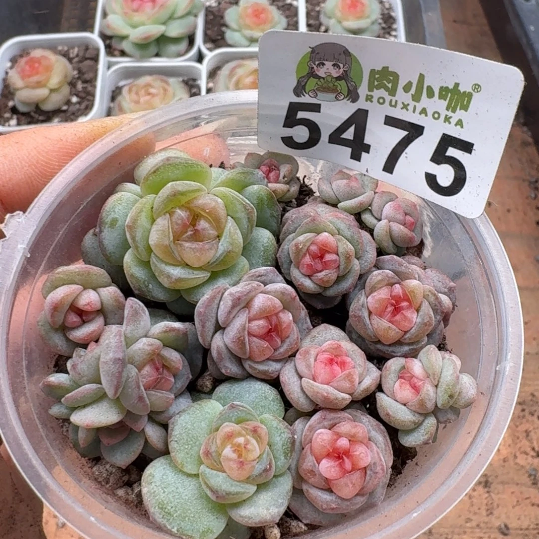 多肉植物多肉植物