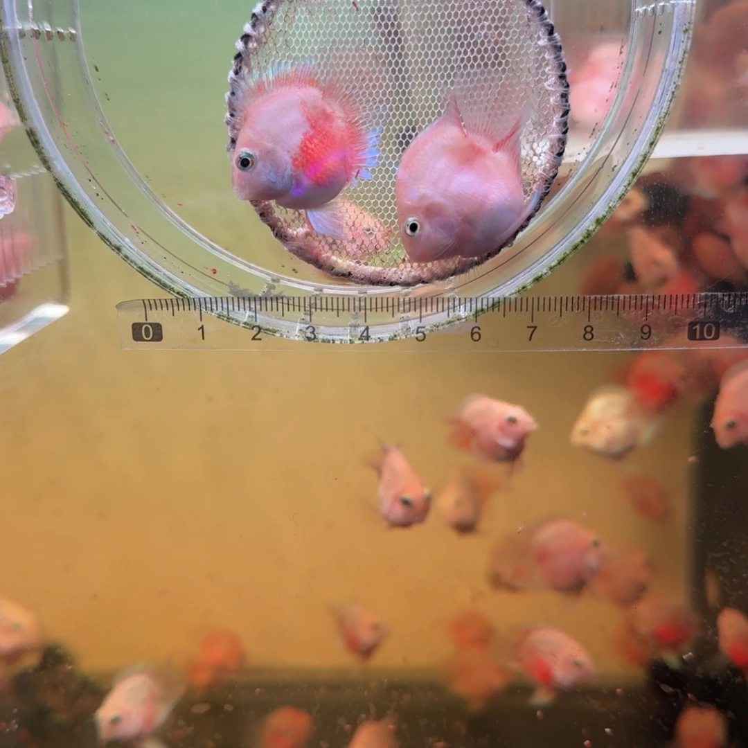 鹦鹉鱼胭脂粉一对