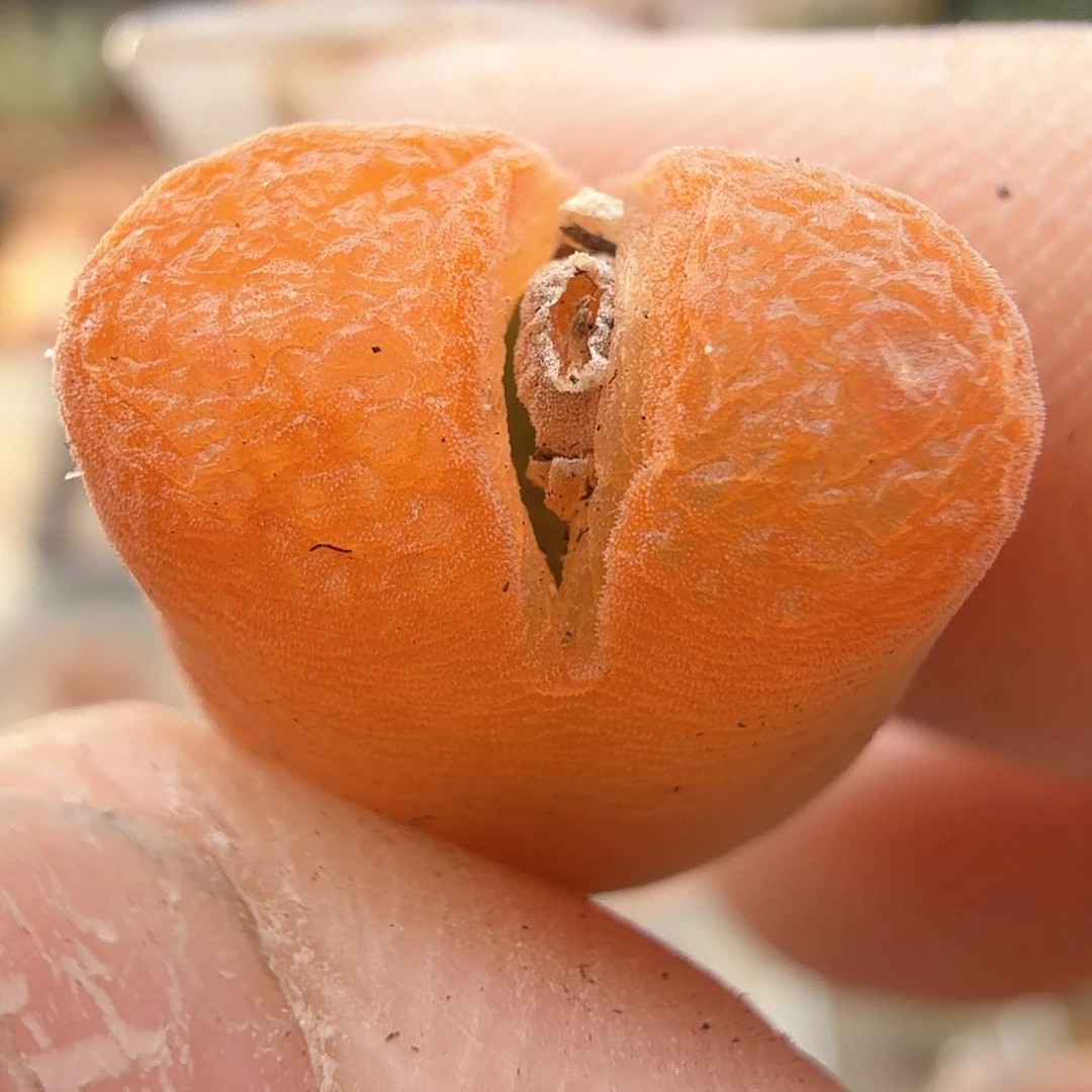 2.19.83/橘色风铃/多肉植物