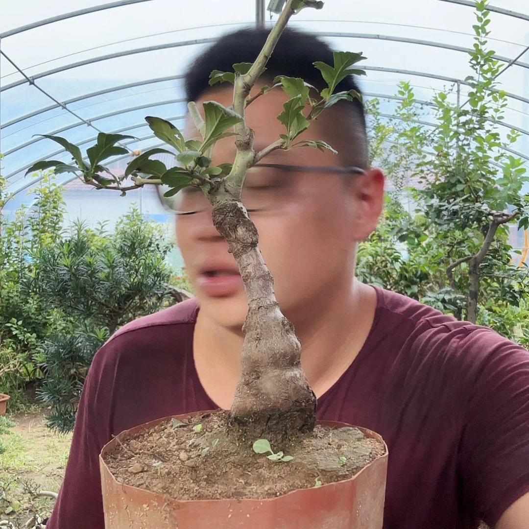 辣***面当前无花朵，栽培后可花朵