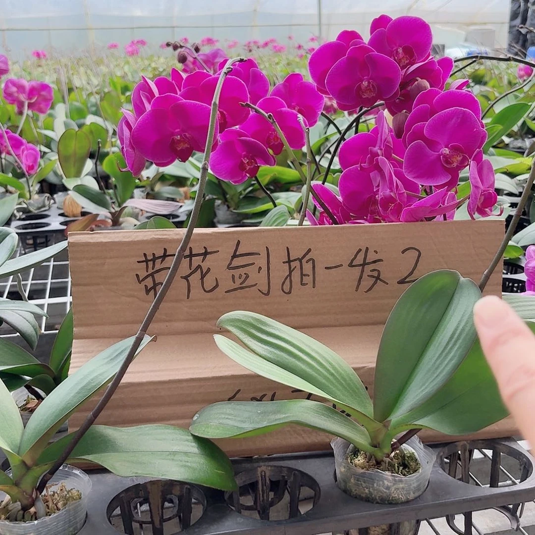 当前无花栽培后可以开花大辣椒带花剑1颗2.5杯叶片易开裂