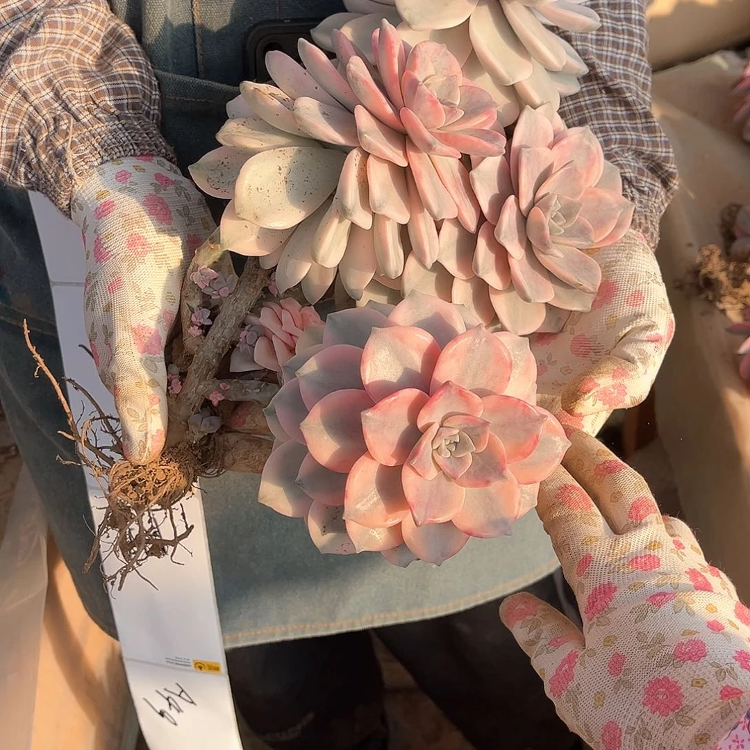 q****1多肉植物紫乐景A49