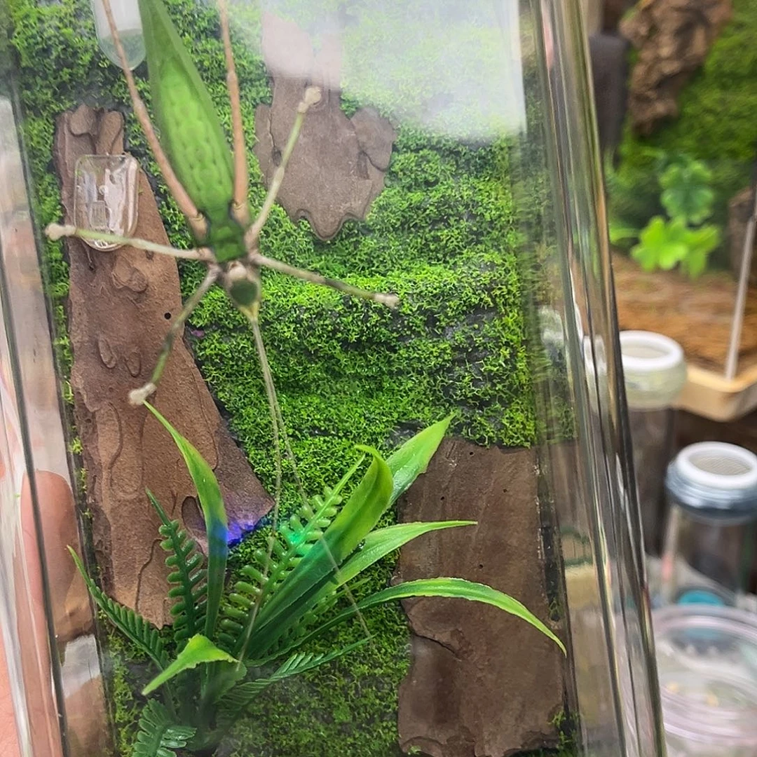 生态箱➕海南素贝哈哈