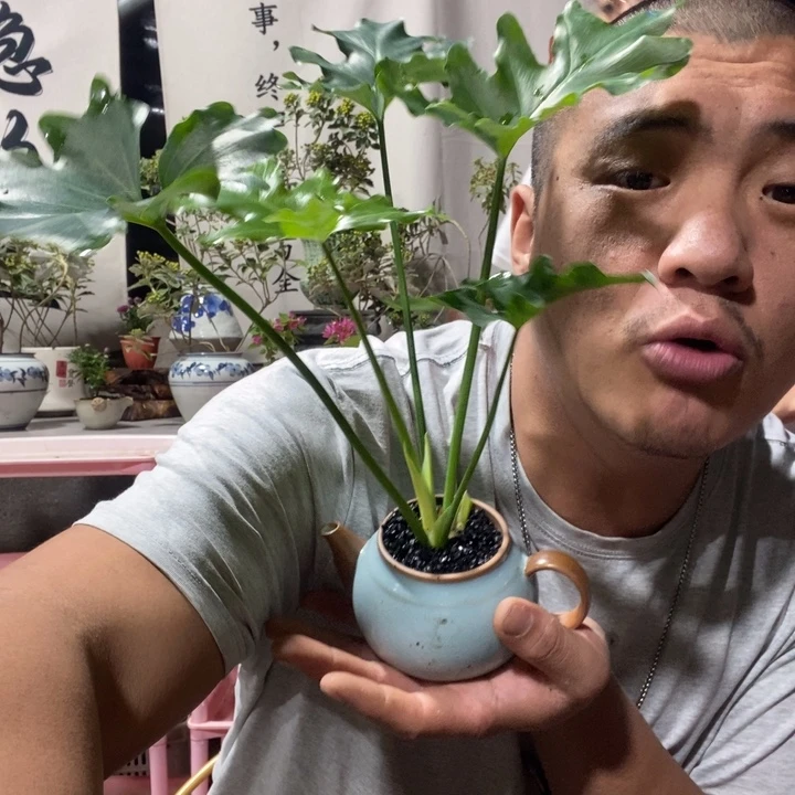 无花朵退款拉黑拉黑24