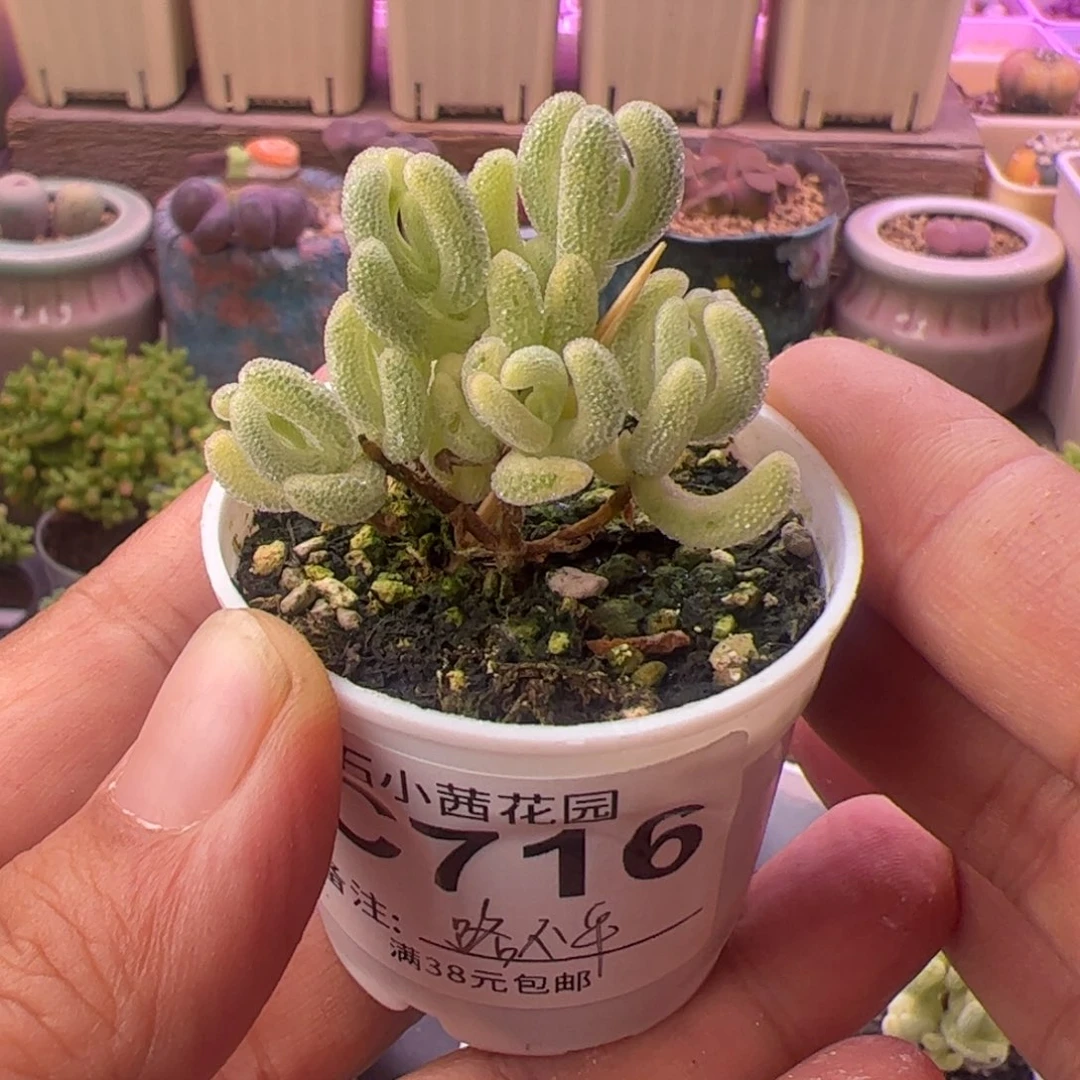 人****平福利-多肉植物枝干超白