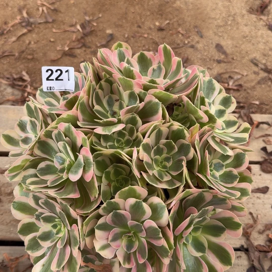 221粉女郎多肉植物