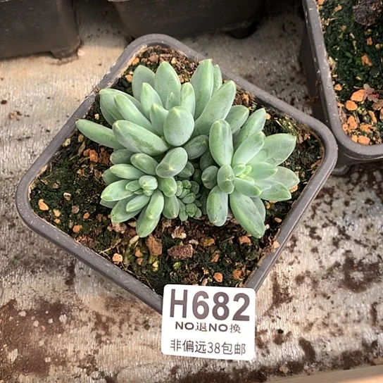 阿迪斯托682 亏本处理退款拉黑7-8天发货