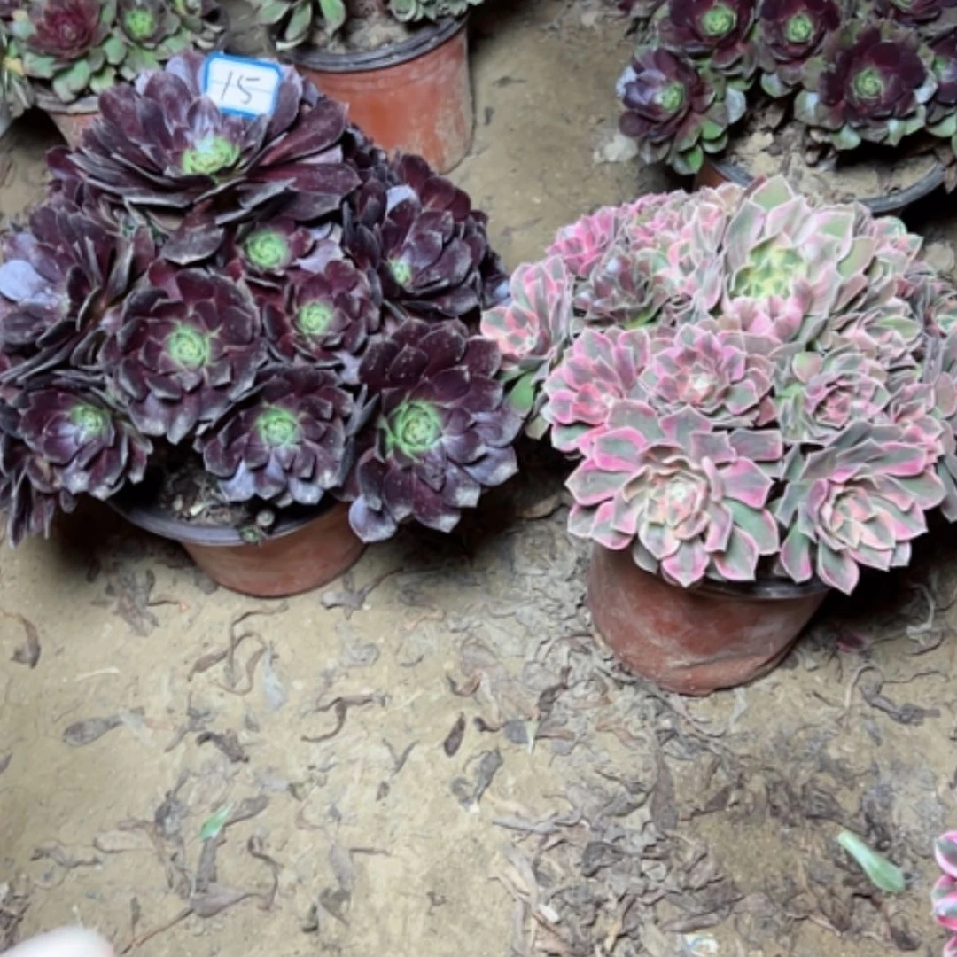 【闪购商品】两个15