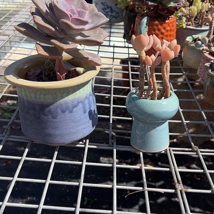 用***5紫乐单头带盆➕冬美人