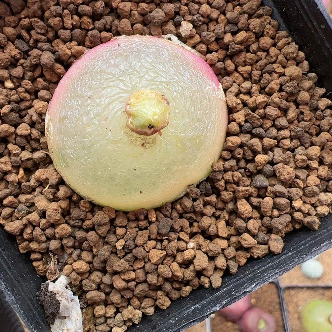 【闪购商品】185 灯泡