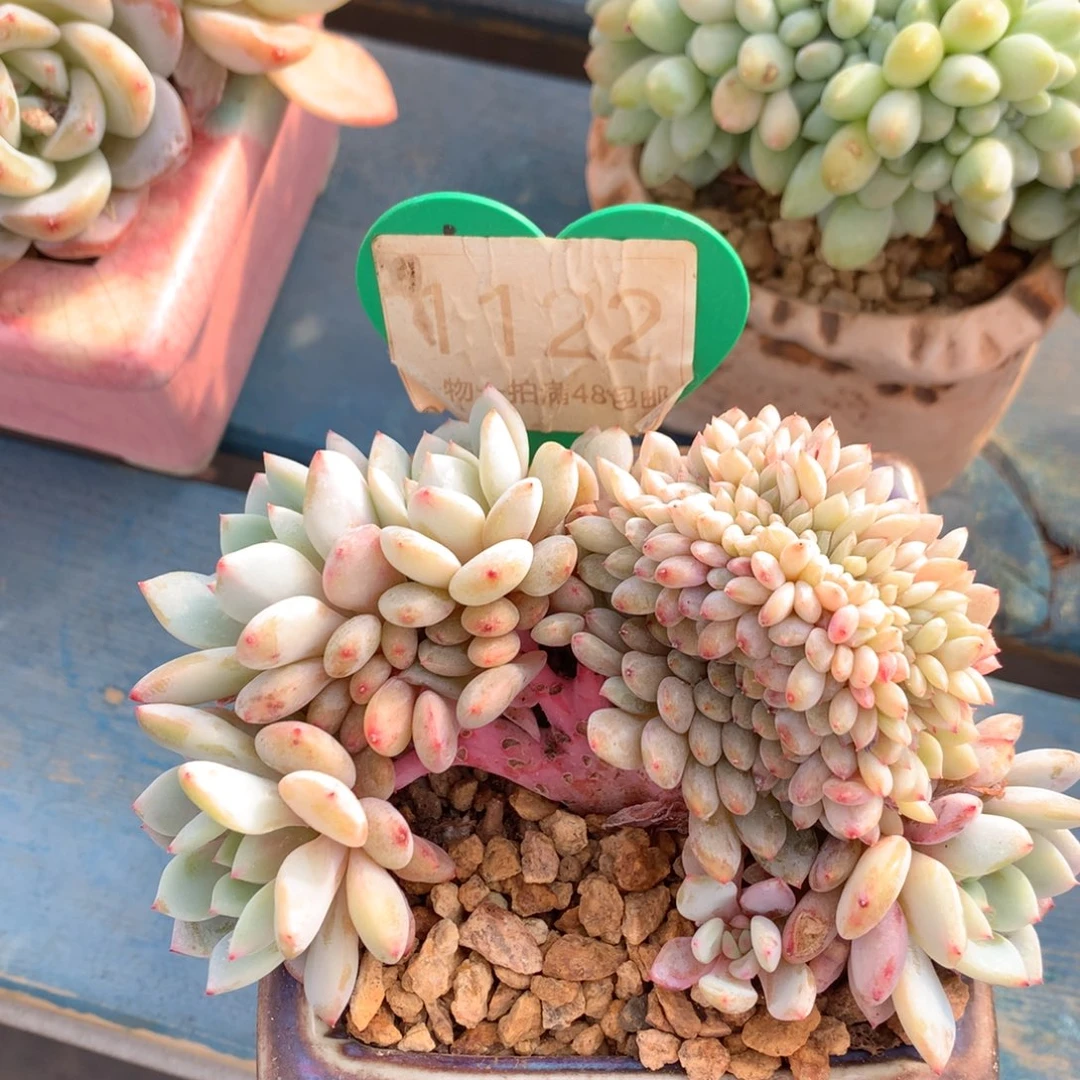 星星橙朵朵缀1122