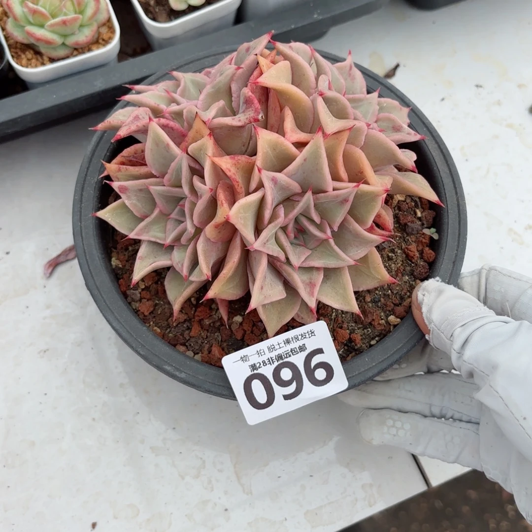 饺子皮老桩无盆土发货