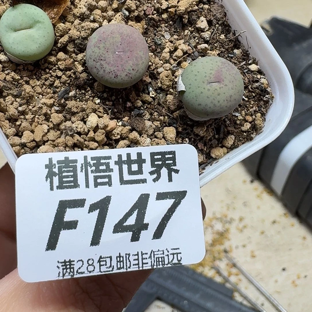 多肉植物的润泽fvb