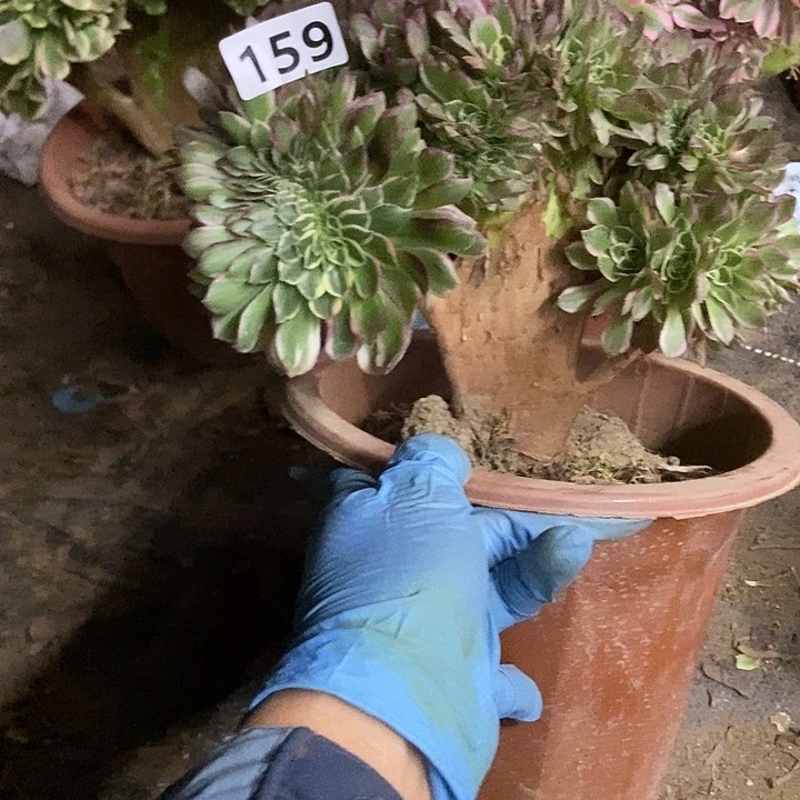 159海王缀化老板子