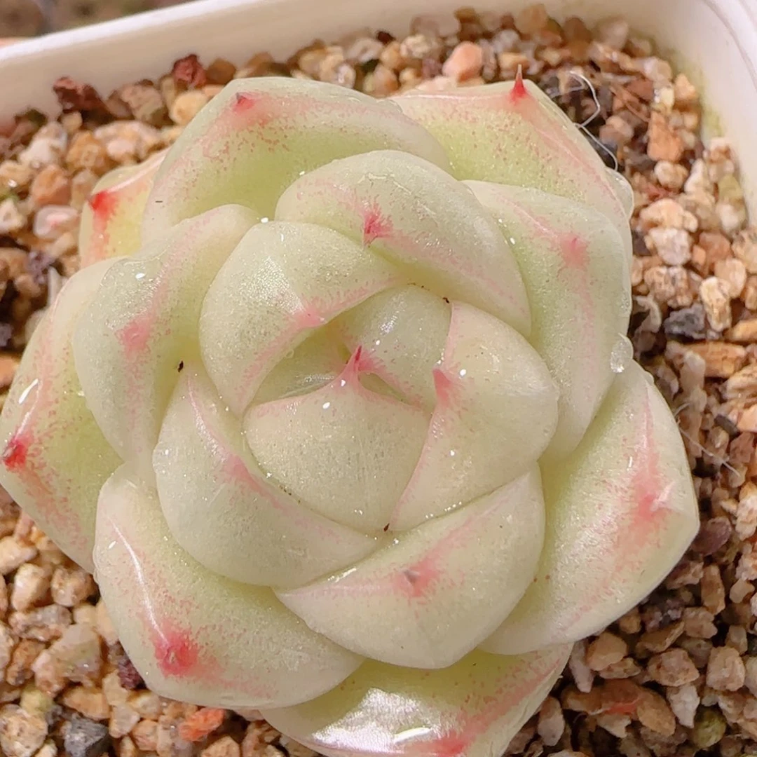 花语逸镜1130-137