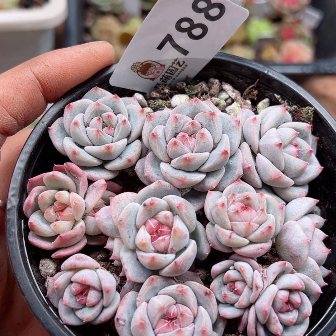 多肉植物多肉植物