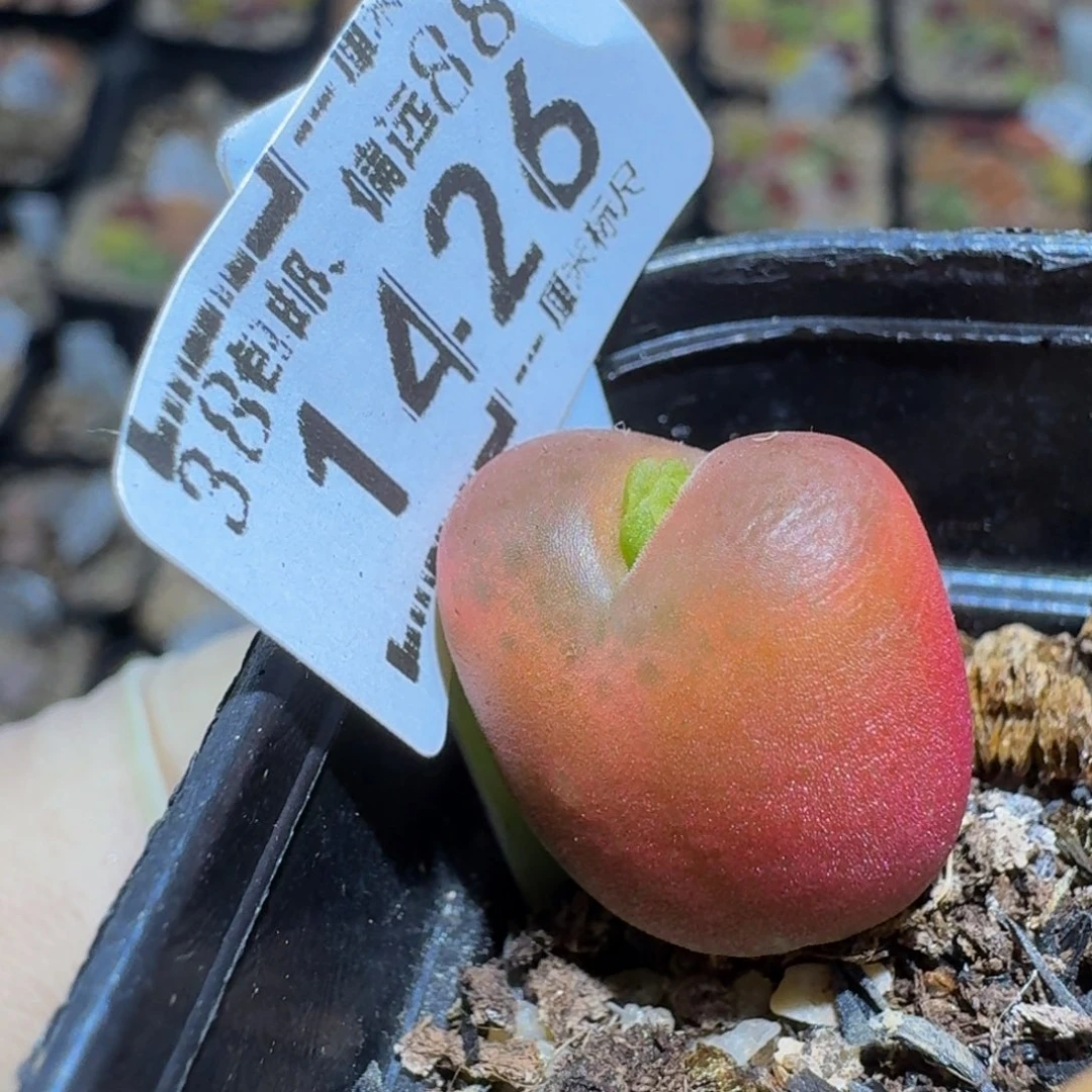 Zzz生石花肉锥1426水蜜桃