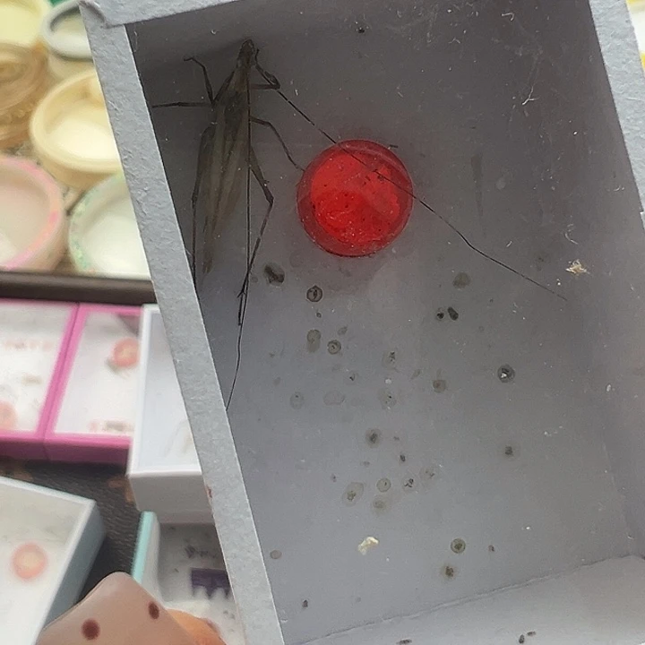 黑紫竹蛉一直。