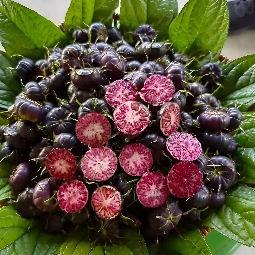 云南高原红果参脆甜算盘果当季高原水果非蓝莓蜘蛛果