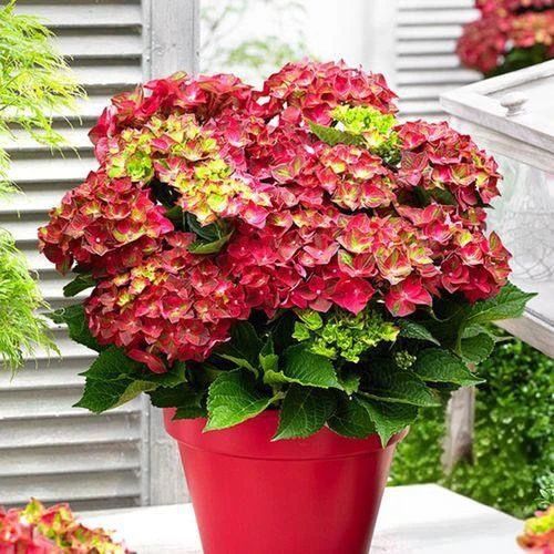 绣球花苗盆栽庭院花八仙花盆栽绣球花大苗红宝石绣球室卉室外庭院