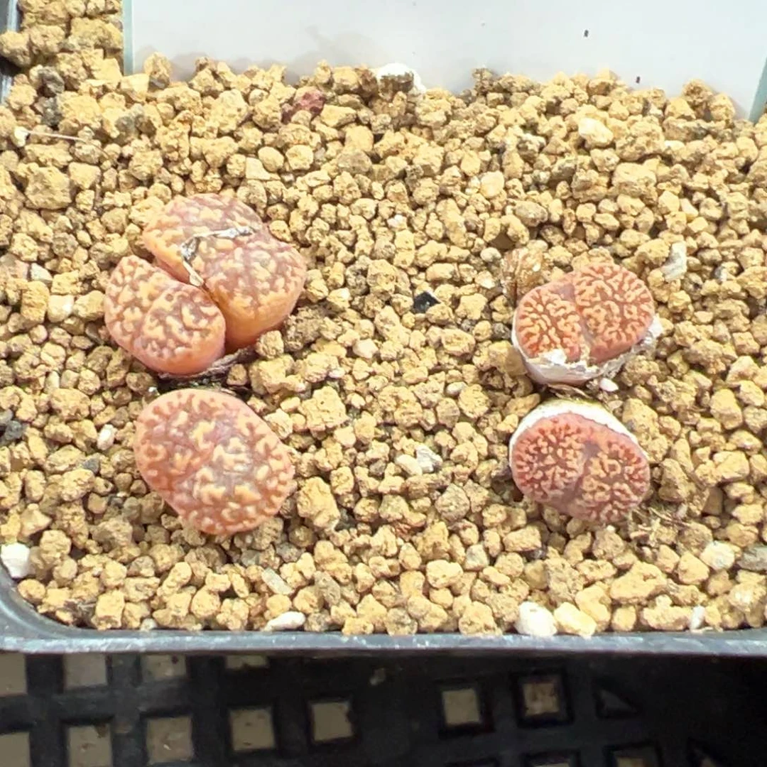 4-72肉锥多肉植物