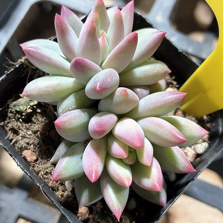 多肉植物虞美人19