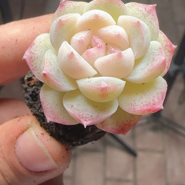 明月之心加库存