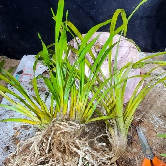 无花朵虎头兰虎头咯