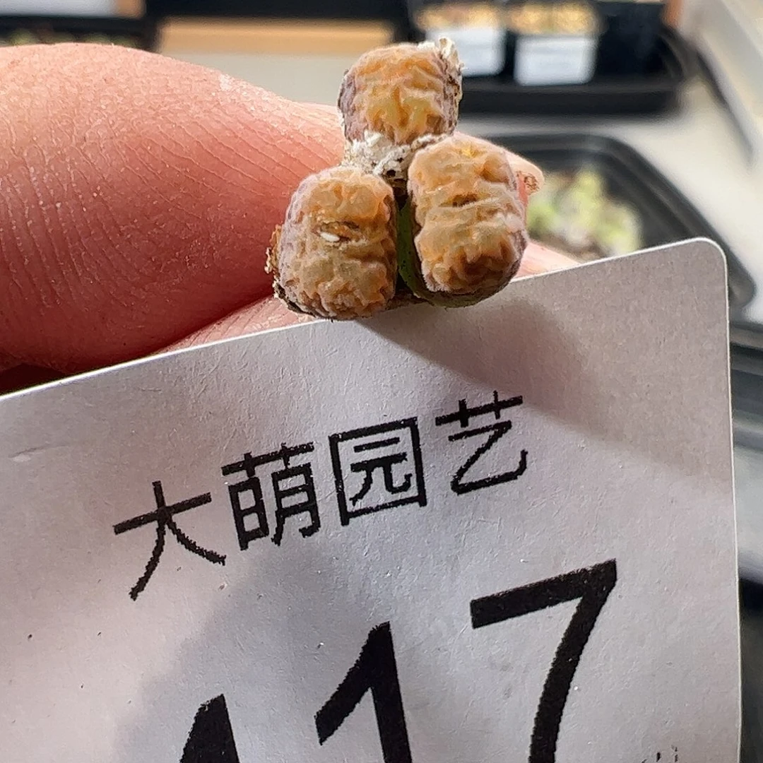 一物一拍MG1456.7冰渣火柴勋章417