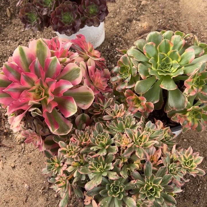 粉女巫甜茶特斯拉三颗组量