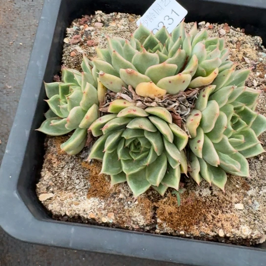 叮***59231杂交多肉植物基地