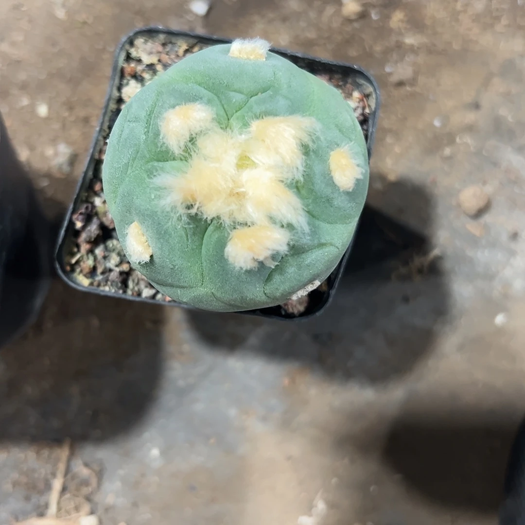 无花朵大**彩实生草球46788