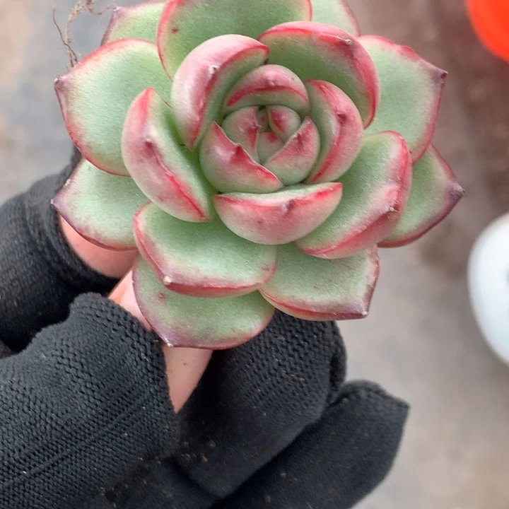 花田错  （满9.99包邮不满9.99发叶子）