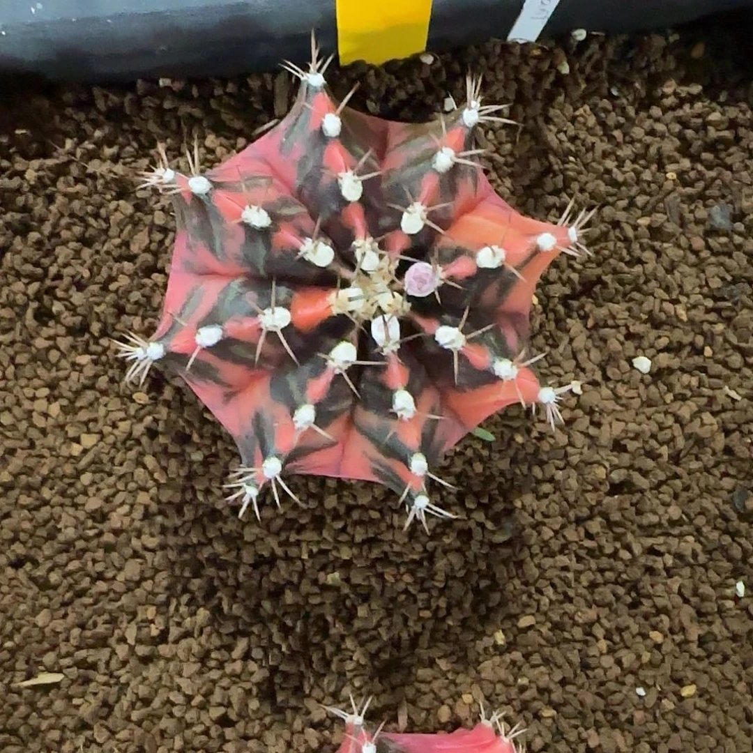 L738-1219泰国发货 傲慢