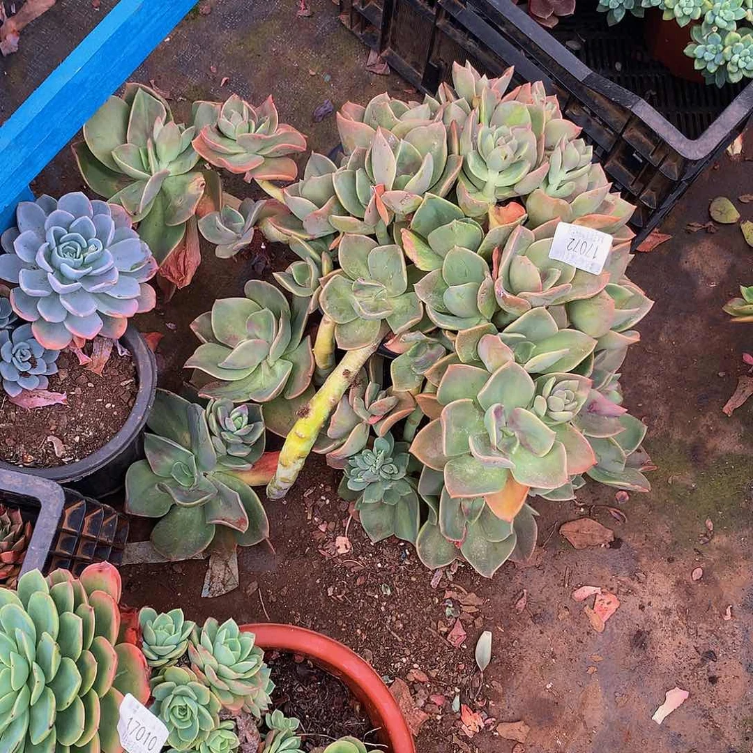 雪***娘        鹤氏17072